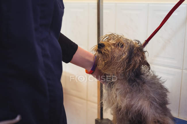 Sección media de la mujer acariciando perro mojado en el centro de cuidado del perro - foto de stock