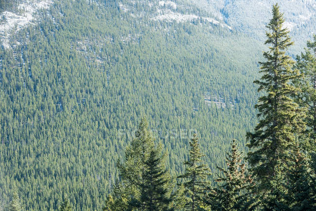 Vista panoramica di pini nella foresta nebbiosa — Foto stock