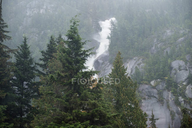 Vista tranquila de pinheiros na floresta — Fotografia de Stock