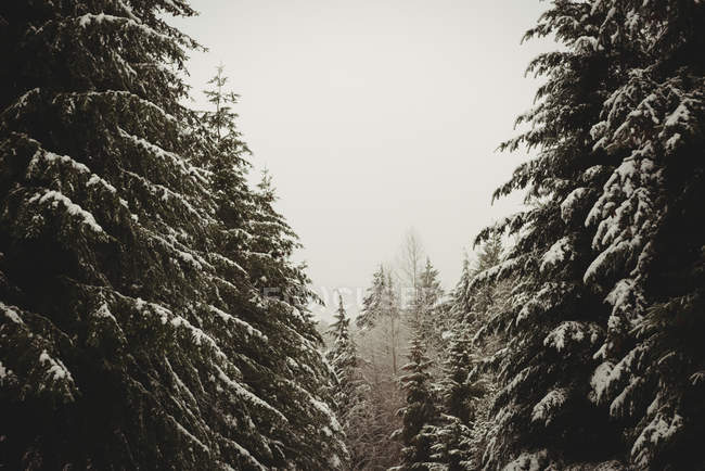 Pinos cubiertos de nieve durante el invierno - foto de stock