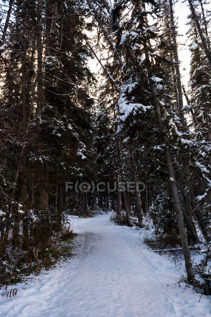 Camino helado entre hileras de árboles nevados en invierno - foto de stock