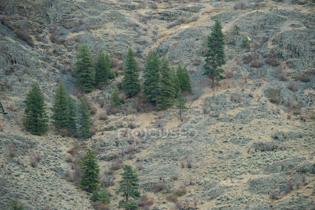 Vista majestosa de pinheiros verdes em colina em montanhas — Fotografia de Stock