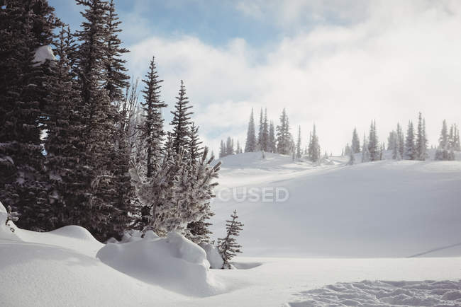 Vista da paisagem coberta de neve durante o inverno — Fotografia de Stock