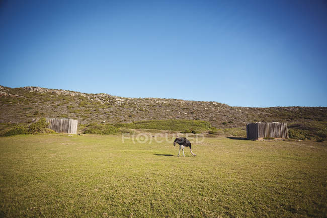 Ostrich eating green grass in farm outdoors — Stock Photo