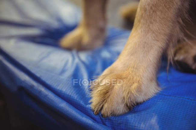 Крупный план собачьих лап на кровати в центре по уходу за собаками — стоковое фото