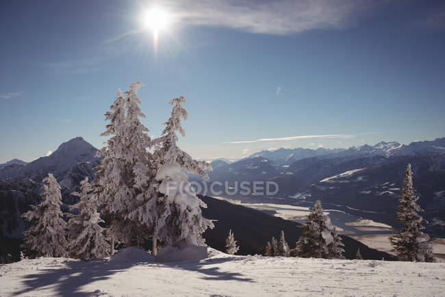 Pini coperti di neve durante l'inverno e montagne innevate sullo sfondo — Foto stock