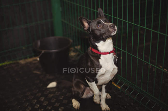 Любопытная собака в клетке в собачьем центре — стоковое фото