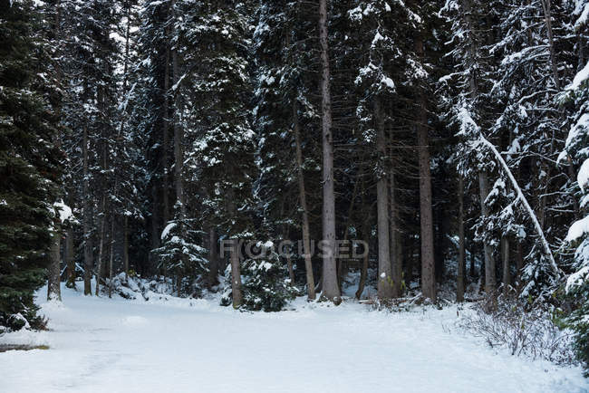 Icy road between rows of snowy trees in winter — Stock Photo