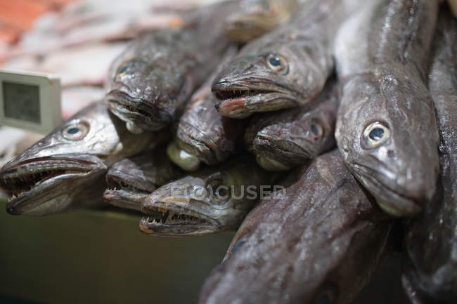 Анчоусы хранятся у рыбного прилавка в супермаркете — стоковое фото