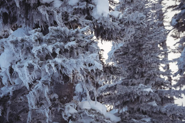 Pins enneigés sur la montagne alpine en hiver — Photo de stock