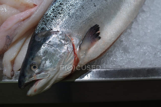 Риба-провісник тримається на рибному лічильнику в супермаркеті — стокове фото
