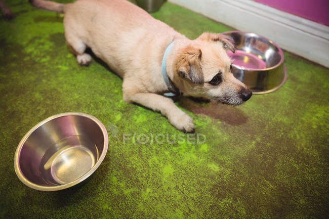 Puppy waiting for food by dog bowls at dog care center — Stock Photo