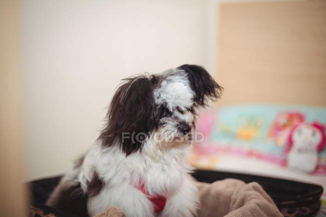 Close-up of papillon dog in suitcase at dog care center — Stock Photo