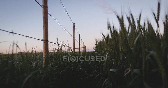 Blick auf das Weizenfeld an einem sonnigen Tag — Stockfoto