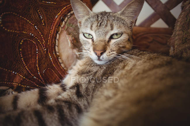 Крупный план табби-кота, лежащего на деревянном стуле и декоративной подушке — стоковое фото