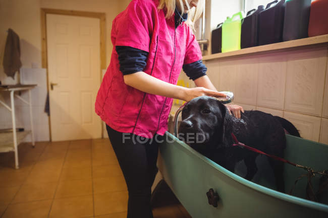 Frau duscht Hund in Badewanne in Hundezentrum — Stockfoto