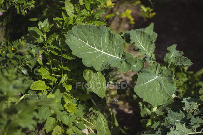 Primo piano della pianta di barbabietola nell'orto — Foto stock