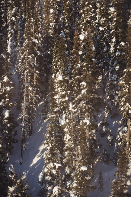 Снежные сосны на альпийской горе зимой — стоковое фото