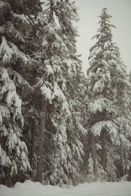 Pinhais cobertos de neve durante o inverno — Fotografia de Stock