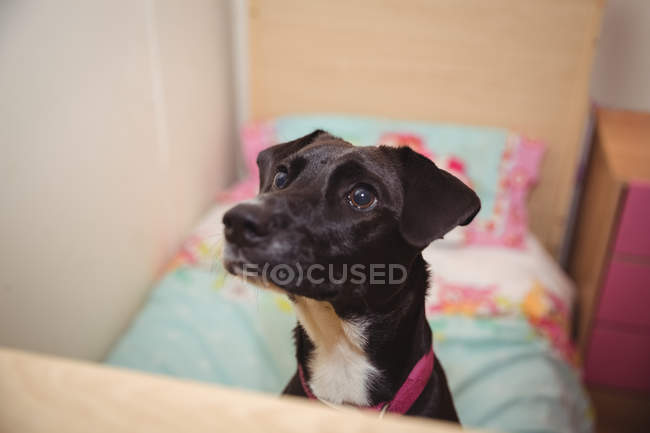 Primer plano del perro beagle negro mirando hacia arriba en el centro de cuidado del perro - foto de stock