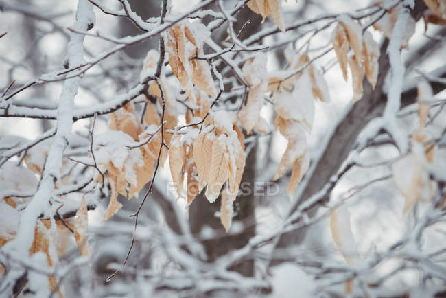 Close up view of frozen leafs — Stock Photo