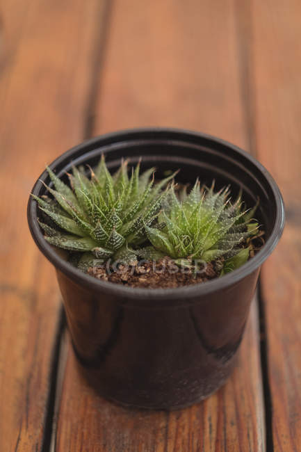 Close-up of a pot plant on wooden floor — Stock Photo