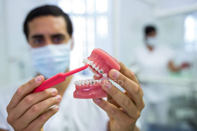 Male dentist cleaning dental jaw model with toothbrush in clinic — Stock Photo