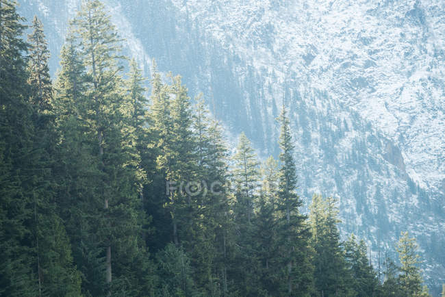 Vista panoramica di pini nella fitta foresta — Foto stock
