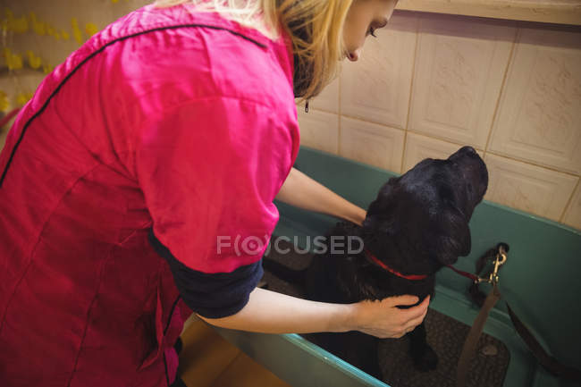 Donna che fa il bagno a un cane in vasca da bagno a centro di cura di cane — Foto stock