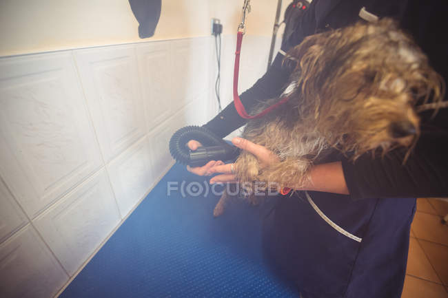 Frau benutzt Wäschetrockner für Hund nach Waschgang in Hundezentrum — Stockfoto