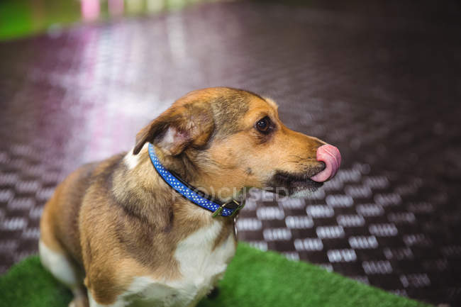 Dog sitting on dog bed and licking nose at dog care center — Stock Photo