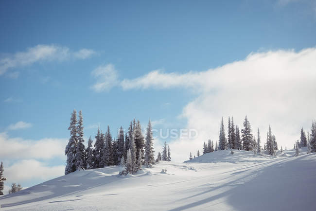 Вид заснеженного ландшафта зимой — стоковое фото