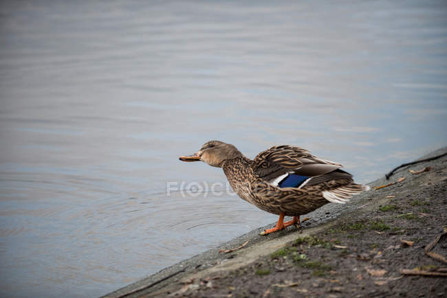 Non-urban scene of duck standing at edge of lake — Stock Photo
