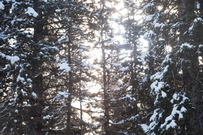 Деревья, покрытые снегом в лесу в подсветке — стоковое фото