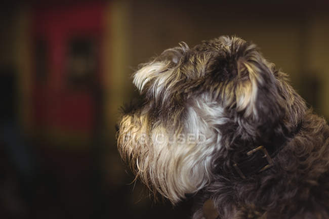 Primer plano de cairn terrier cachorro - foto de stock