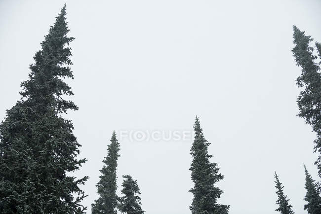 Vista maestosa dei pini contro il cielo — Foto stock