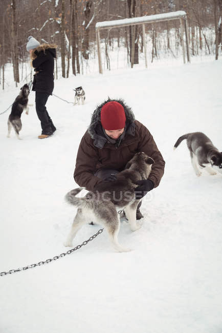 Hongos acariciando a perros jóvenes siberianos durante el invierno - foto de stock