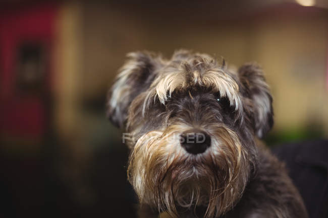 Primer plano de cairn terrier cachorro - foto de stock