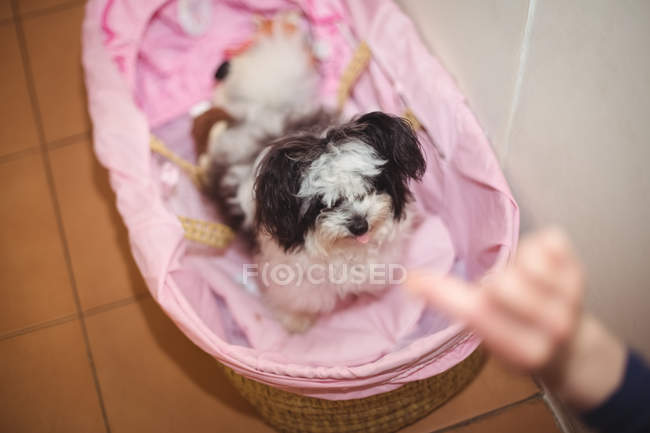 Papillon cão na cesta do cão no centro de cuidados do cão — Fotografia de Stock