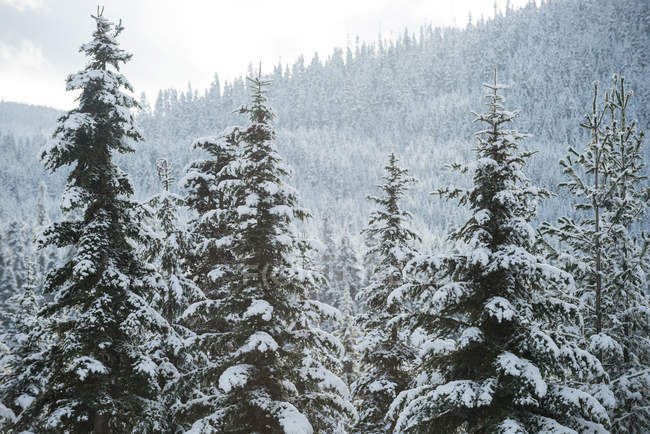 Árboles cubiertos de nieve y bosque de montaña en Banff, Alberta, Canadá - foto de stock