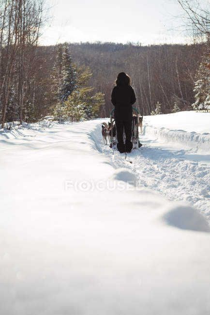 Visão traseira de musher montando o trenó em uma terra nevada — Fotografia de Stock