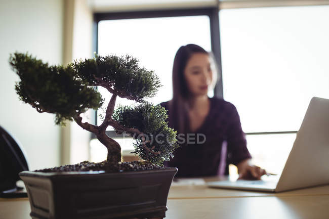 Empresária trabalhando no laptop no escritório com planta na mesa — Fotografia de Stock