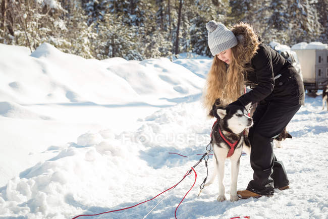 Musher hembra atando perros husky al trineo durante el invierno en un paisaje nevado - foto de stock