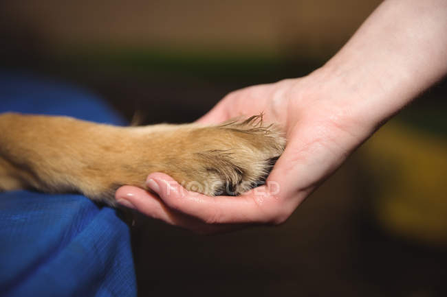 Nahaufnahme der weiblichen Hand, die die Pfote des Hundes im Hundezentrum hält — Stockfoto