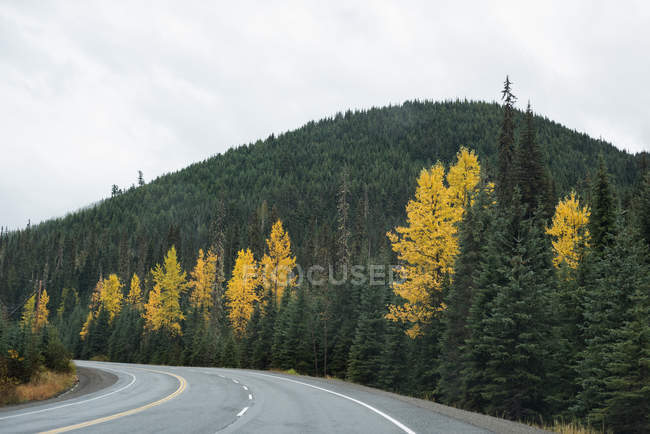 Strada asfaltata tra foresta verde e montagna — Foto stock