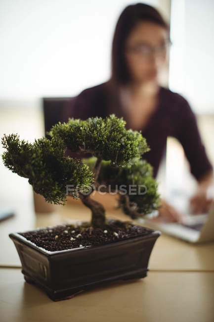 Close-up of pot plant on table in office with woman working in background — Stock Photo