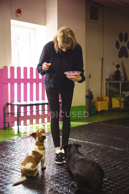 Woman feeding black beagle and rat terrier dogs at dog care center — Stock Photo