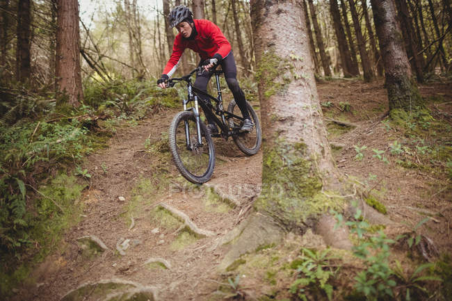 Vista a basso angolo di mountain bike in movimento verso il basso in mezzo all'albero nella foresta — Foto stock