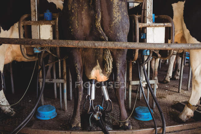 Row of cows with milking machine in barn — Stock Photo