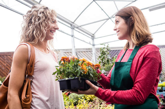 Frau kauft Topfpflanzen im Gartencenter — Stockfoto